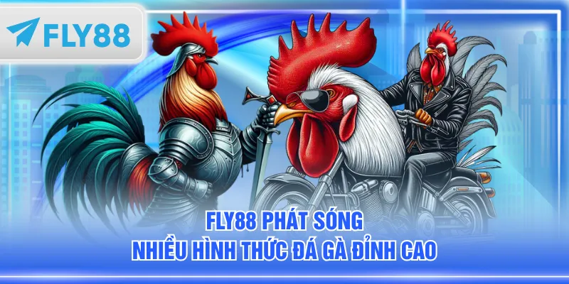 FLY88 phát sóng nhiều hình thức đá gà đỉnh cao